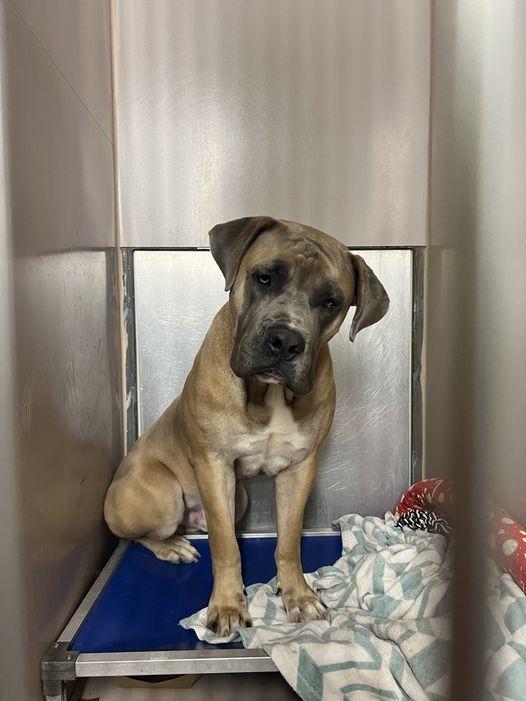 Shy but sweet Mastiff at NYC shelter overlooked and about to die