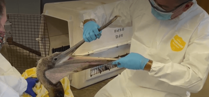 Oil covered wildlife coming ashore after California oil spill