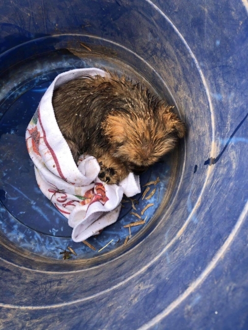 Five-week-old puppy dumped alongside of road left crying and dying