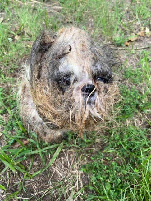 84 malnourished, emaciated and matted dogs rescued from horrible puppy mill