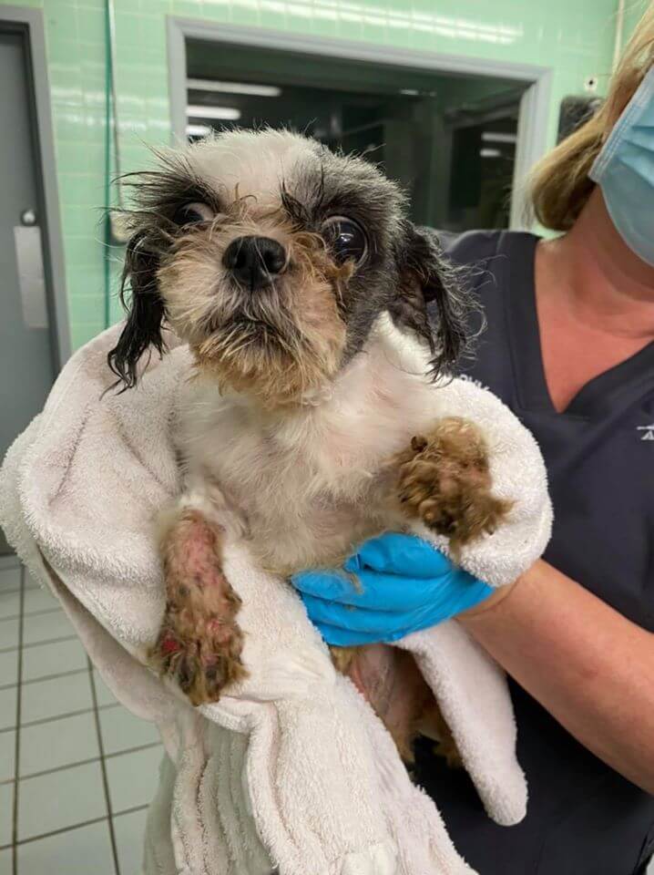 oklahoma-puppy-mill1