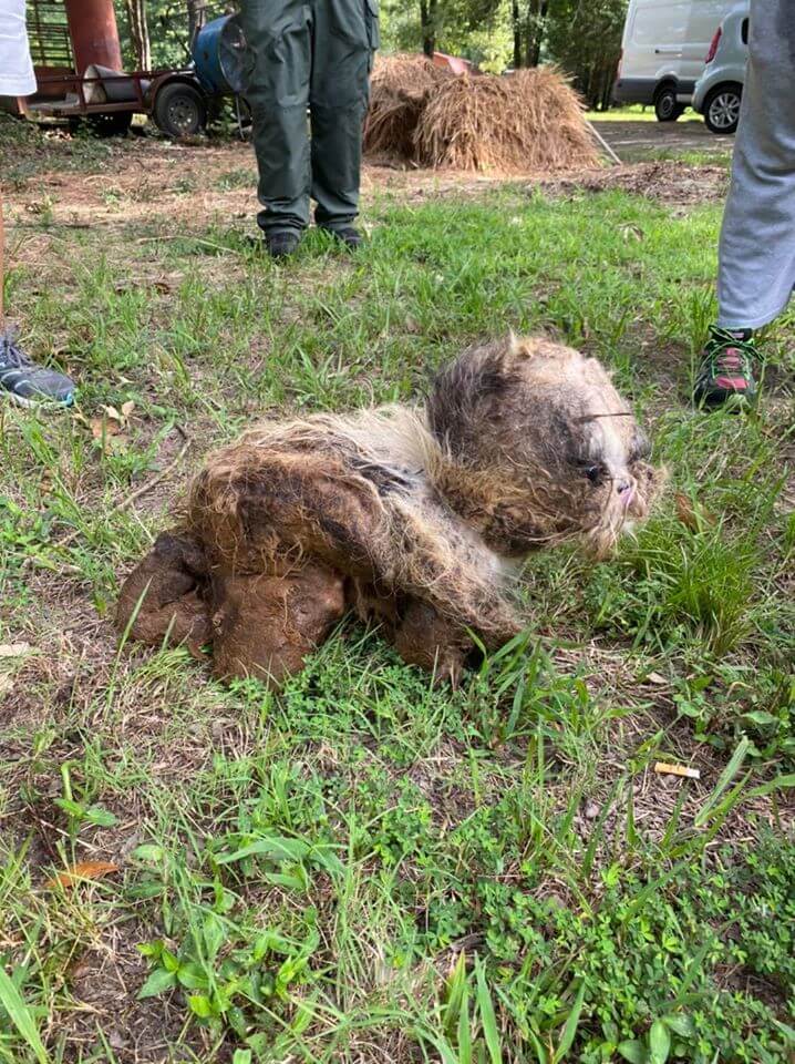 oklahoma-puppy-mill3