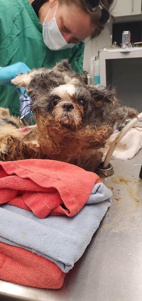 oklahoma-puppy-mill4