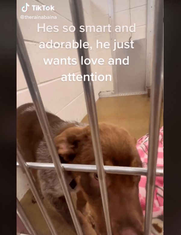 Two month old puppy returned to shelter by adopters broke our hearts but ‘all’s well that ends well’