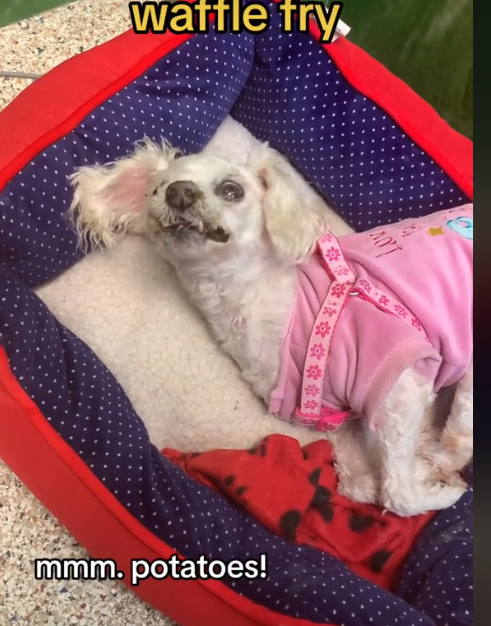 old-dog-saved-2