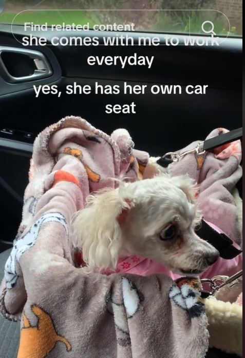 old-dog-saved