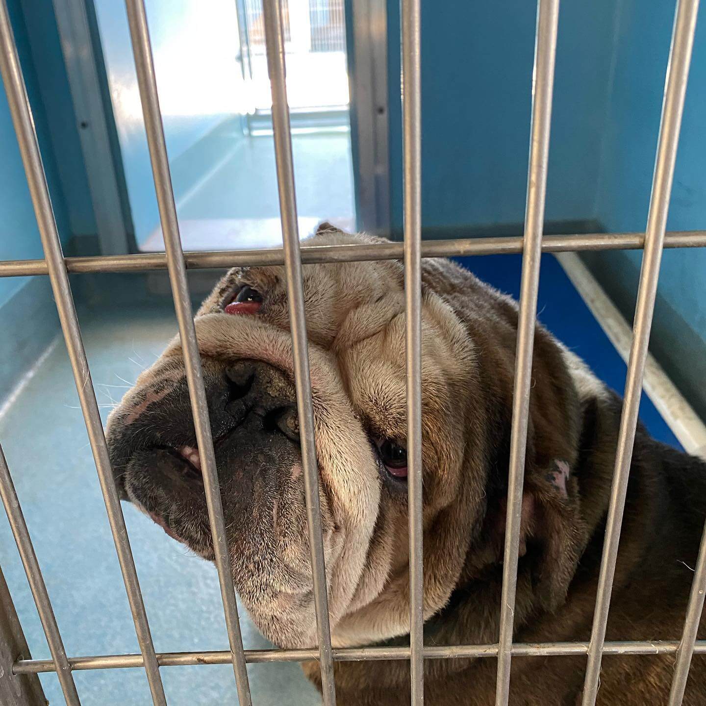 Help: Old English bulldog in rough shape who probably sat outside alone to ‘rot away’