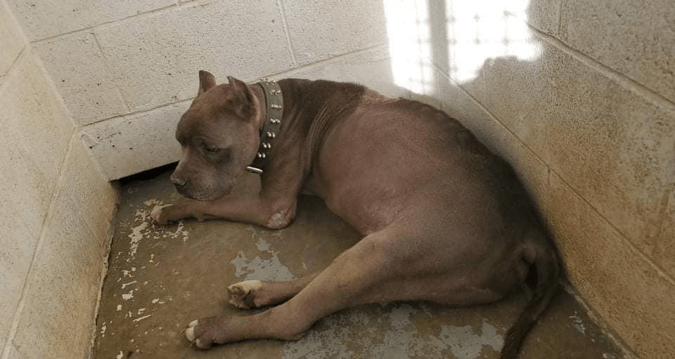 Should never have happened: 19-year-old dog surrendered because owner didn’t want to pay anymore vet bills