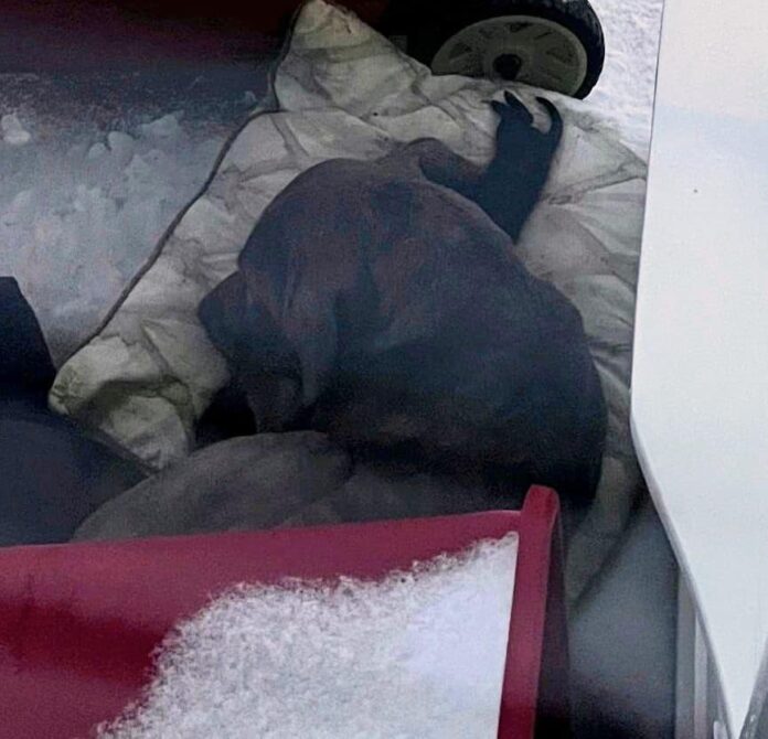 Mom dog used all her energy and skill to keep her newborn pup from freezing until help arrived