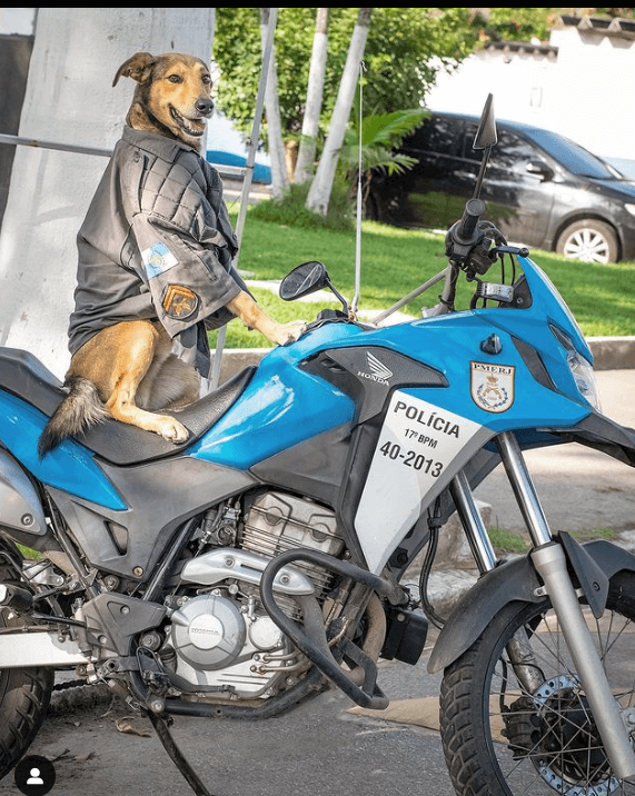 Rescued pup becomes internet star in Brazil police accompanying officer on duty