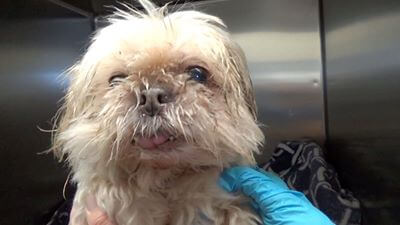 Desperate for help: 12-year-old tiny dog needs out of shelter