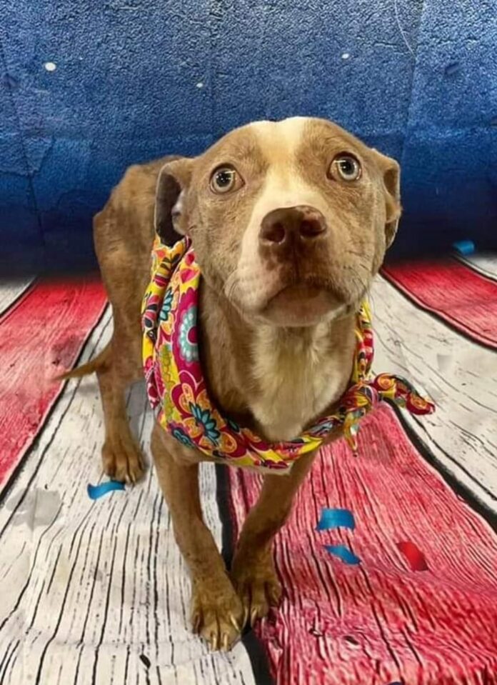 Abandoned pup managed to crawl onto stranger’s porch for help and now he’s slated to die