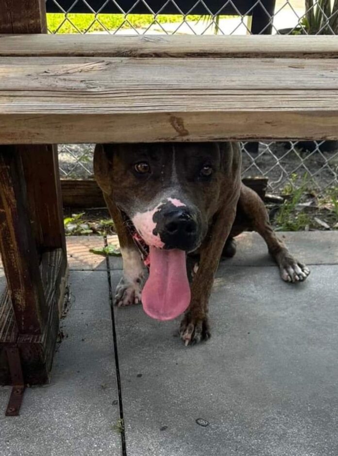 380 days at Miami shelter friendly dog moved out of public view and soon to be put to sleep