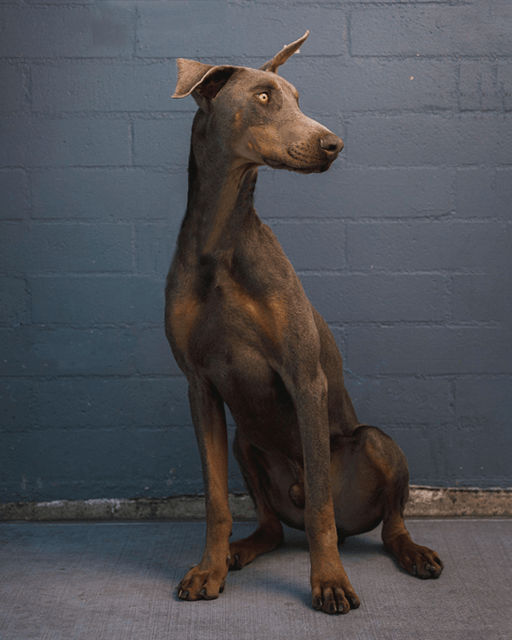 Very sensitive young Doberman mix surrendered seeks comfort and new family