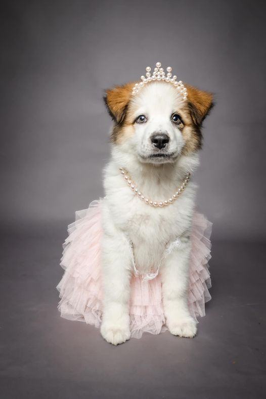 Not one adoption inquiry for stunning puppy ‘Olive’ rescued off Texas street