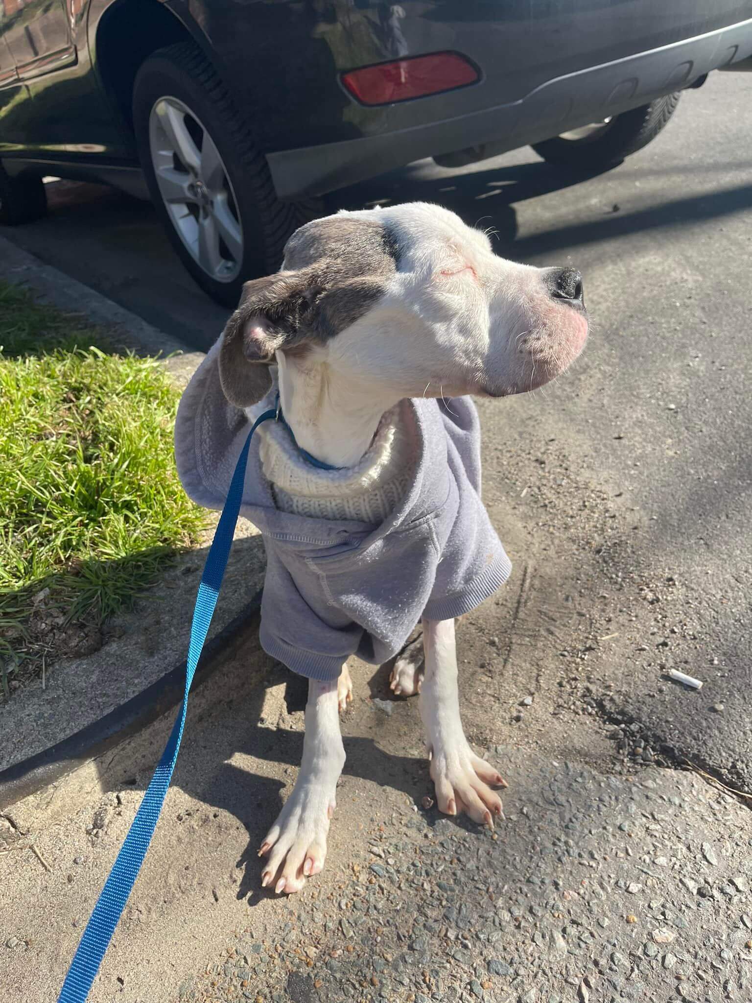 Once a suffering pup abandoned in the freezing cold and now a happy dog soaking up the sun