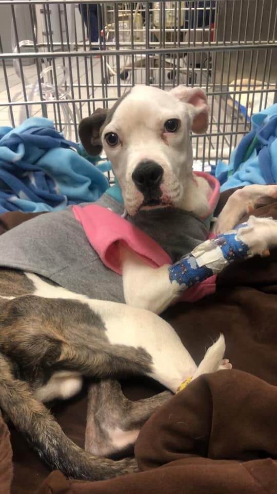 UPDATE: Suffering pup abandoned outside of Richmond shelter on mend as cruelty case investigation continues