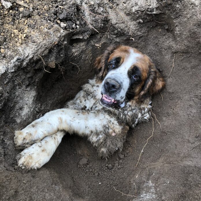 Heartwarming: St. Bernard trapped up to neck in deep hole rescued by Omaha firefighters