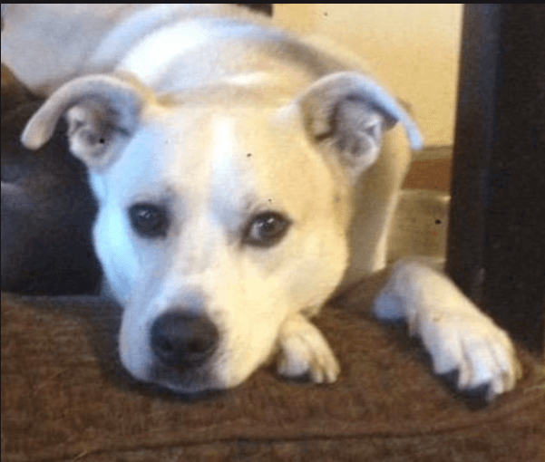 Ontario woman reunited with senior dog after authorities said he was a pit bull