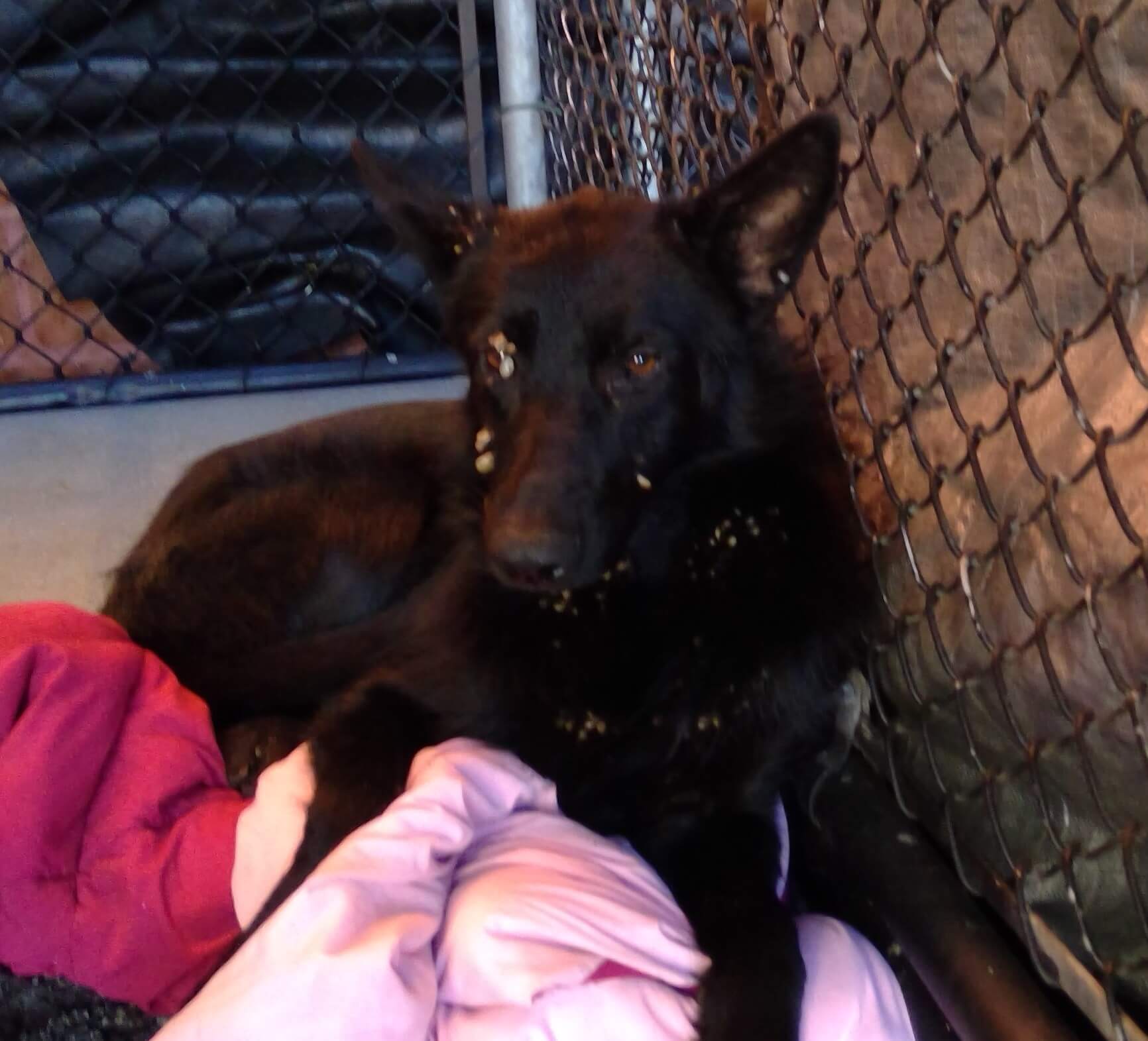 Black German shepherd covered in ticks likely to lose her life in Downey shelter because she is frightened
