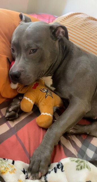 Euth command for Onyx: Service dog in training dealt a bad hand