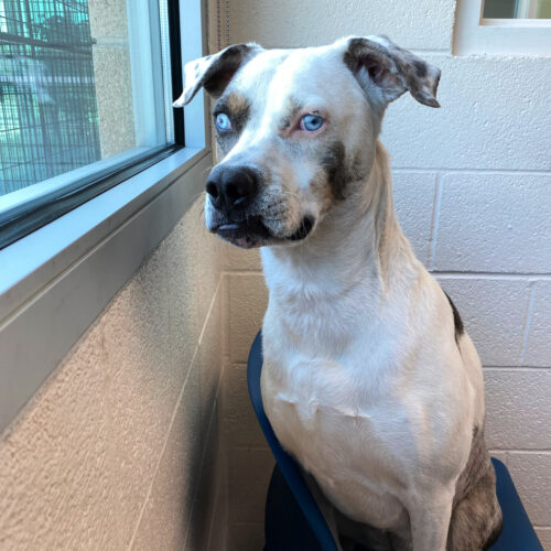 Friendly and loving yet no one wants ‘Opal’