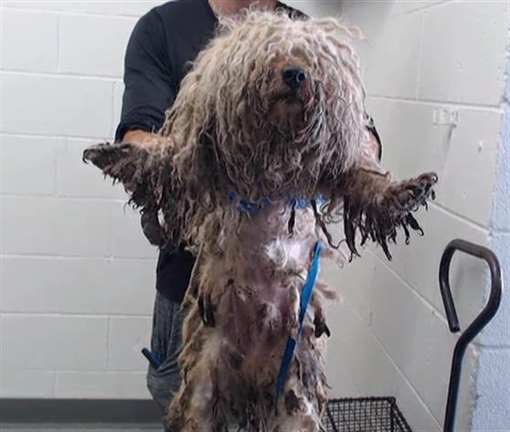 Emergency help needed: 4 neglected dogs paying the price of careless owners