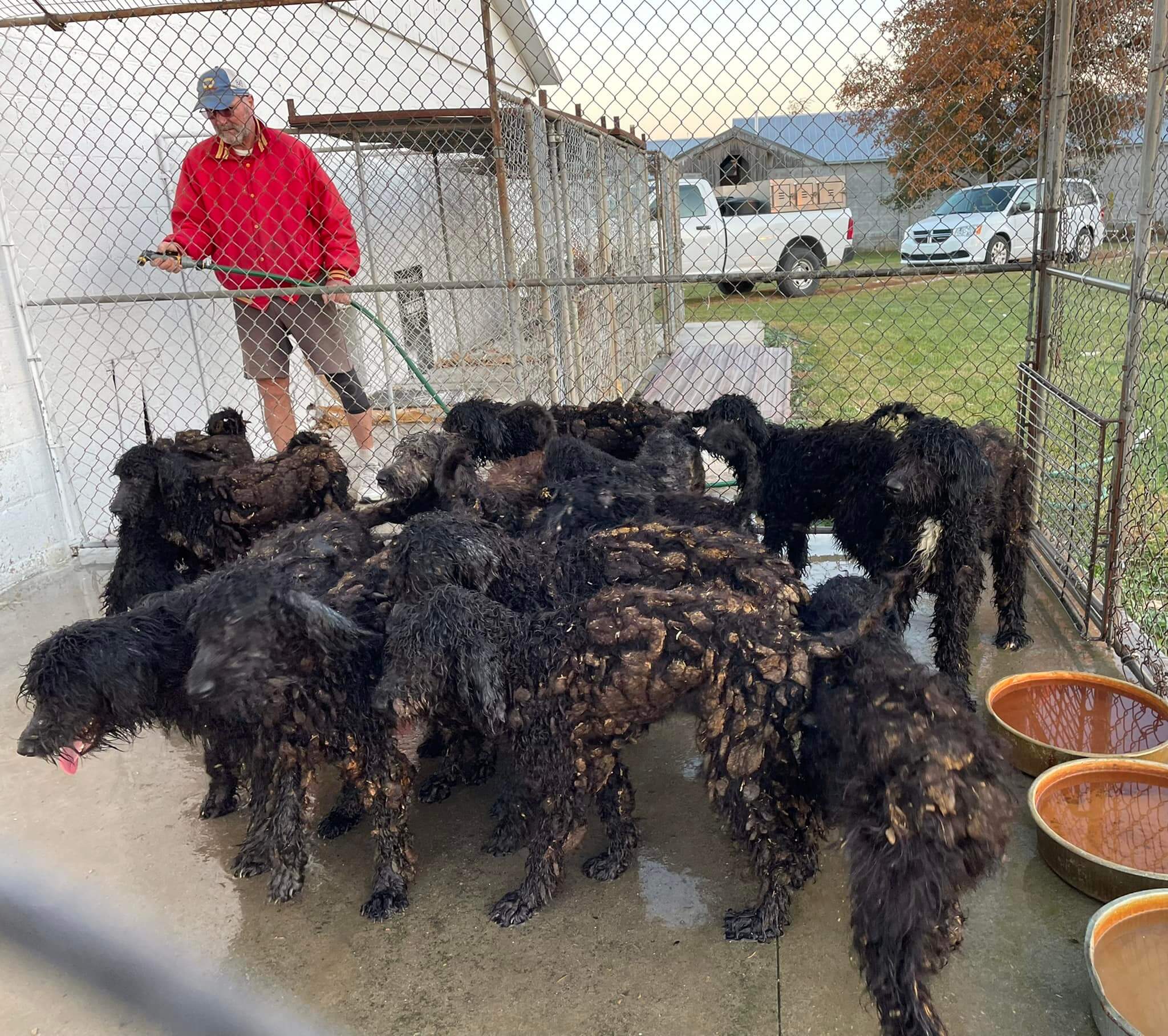 15 young doodle dogs dumped on side of road in Ohio