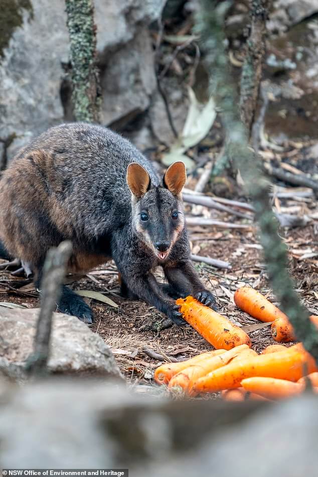 operation-rock-wallaby-4