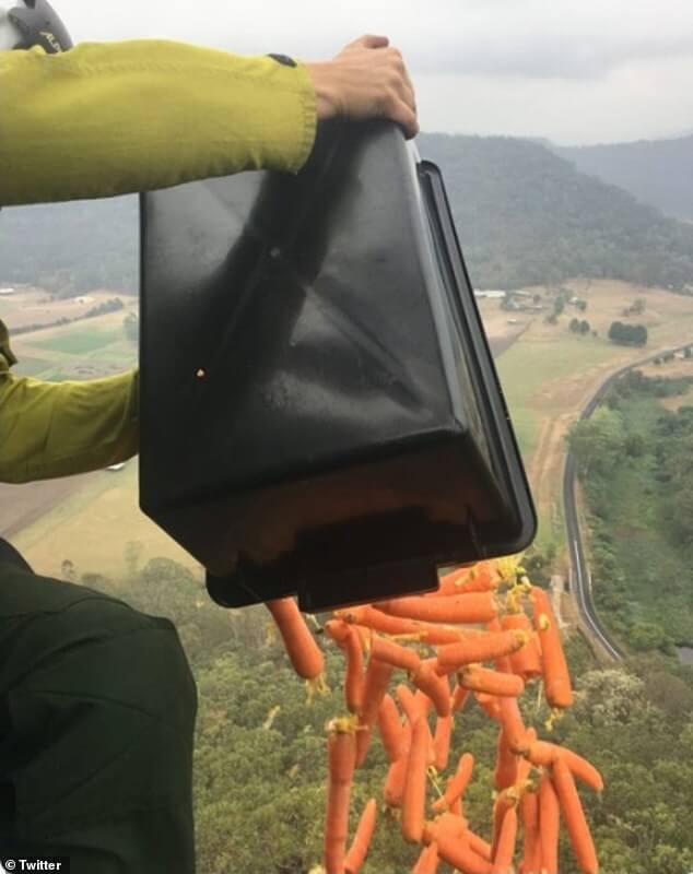 operation-rock-wallaby