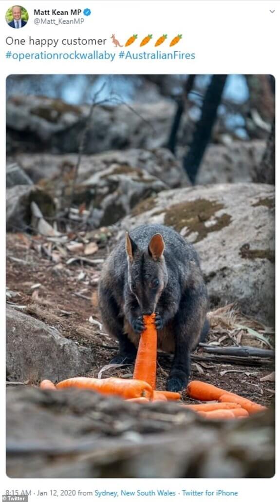 operation-rock-wallaby2-575x1030-1