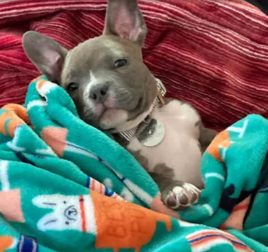 Breeder puppy born with deformed legs surrendered to shelter because she was ‘no use’ to them