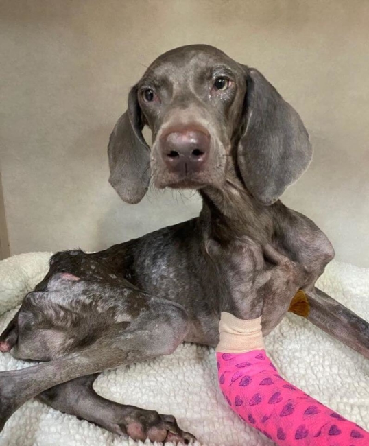 ‘Opie is on his way to recovery’ after someone left him in parking lot to die