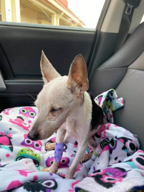 Update on 15-year-old Nikki surrendered by her homeless owners