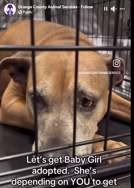 Hearts break for dog ‘nobody wanted’ at Orange County adoption event attended by thousands