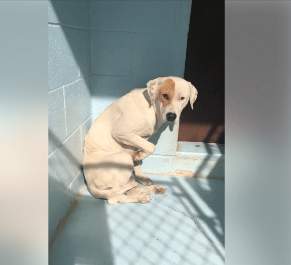 Owner said she was ‘vicious’ and needed to die at shelter