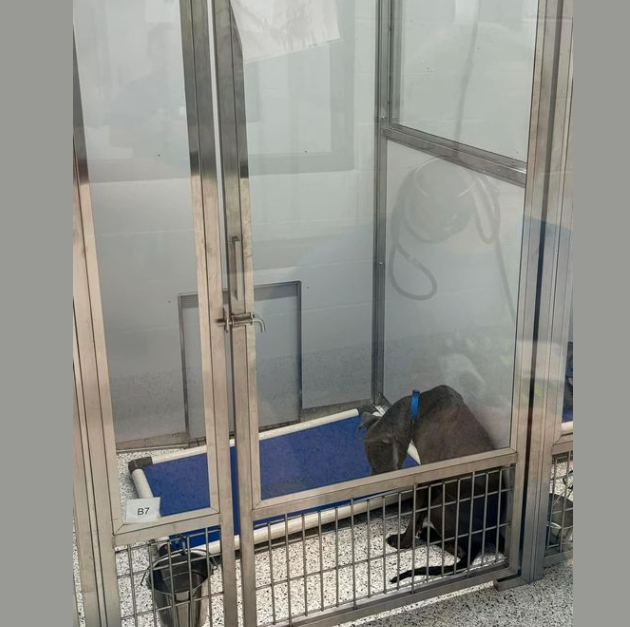 Heartbroken moments as young dog remained hunched over staring at the ground