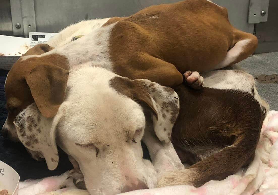 Mother and her puppy skin and bones and covered in ticks are last minute rescues from shelter