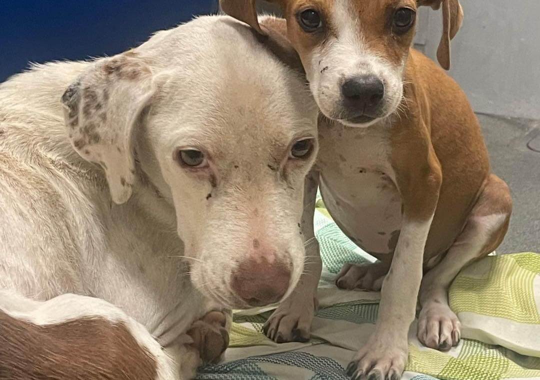 Update on last minute rescue of emaciated pups covered in ticks and fleas