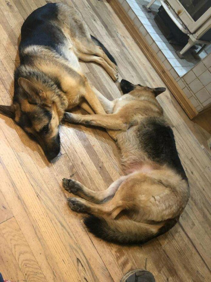 Bonded German shepherds lost their elderly owner and have limited time for rescue