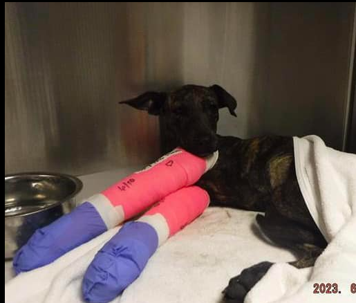 Injured puppy’s last chance at Miami shelter if help arrives in time