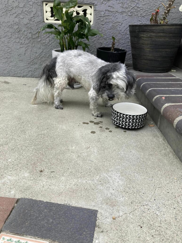 oreo-pup-1-773x1030-1