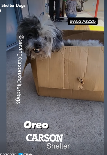 oreo-pup-3