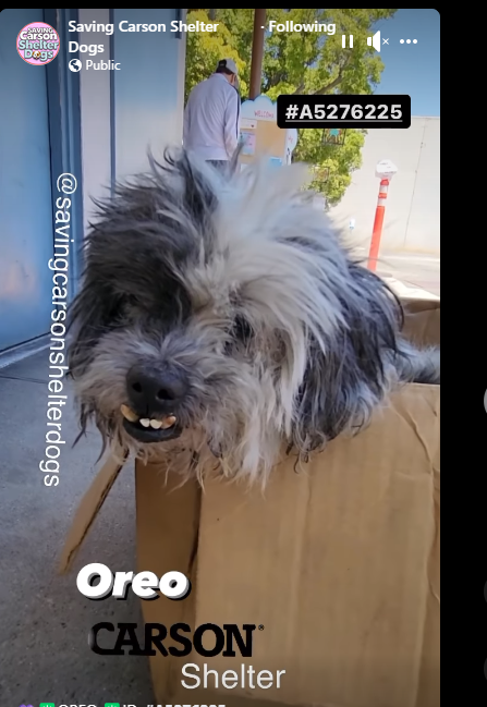 Frightened 16-year-old senior prefers cardboard box at scary shelter