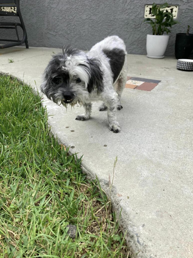 oreo-pup-773x1030-1