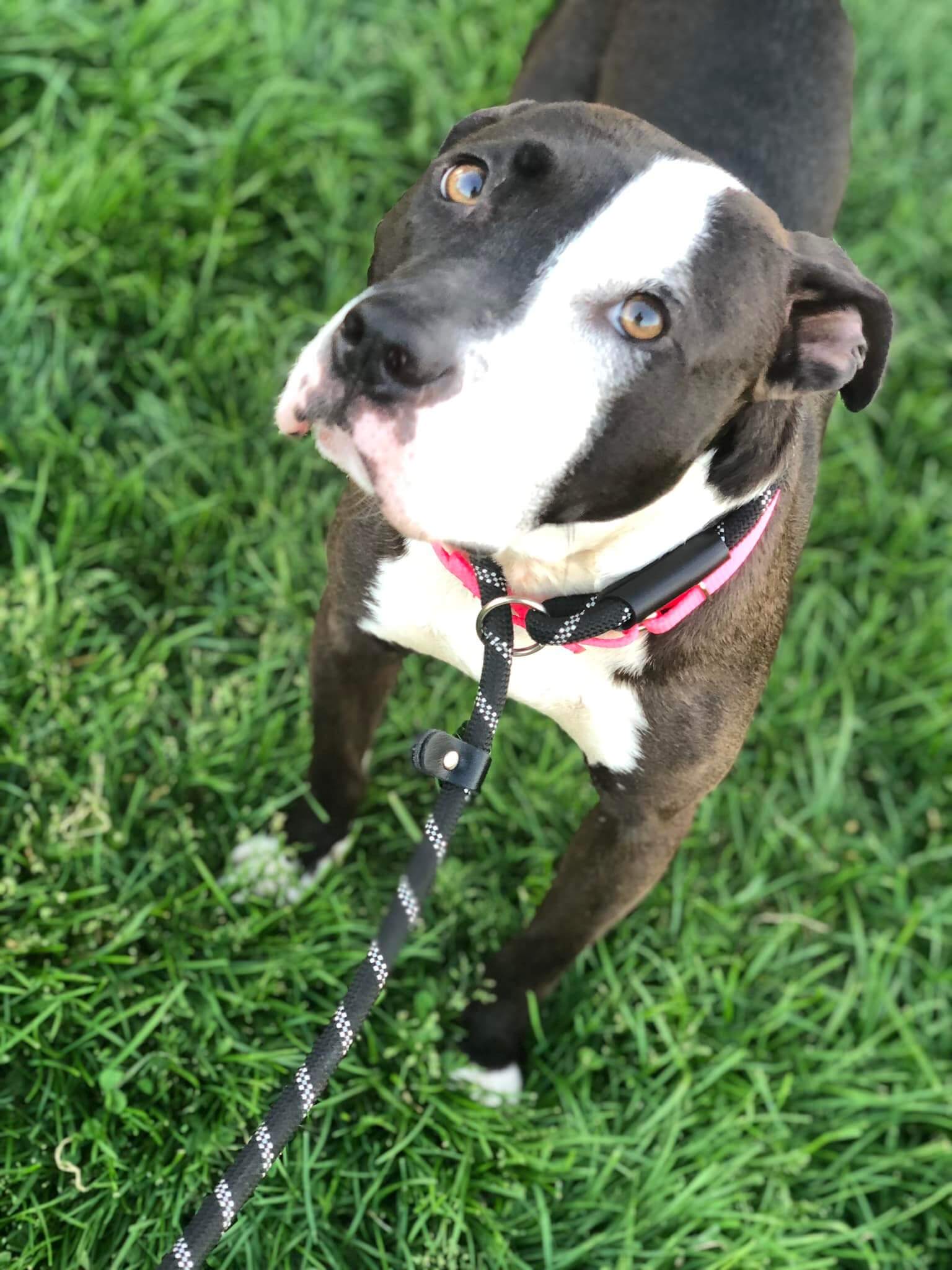 Update on ‘Oreo’ chained and dragged behind car rescued in Ohio