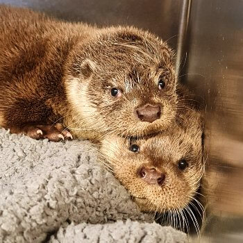 Orphaned otter in van 1