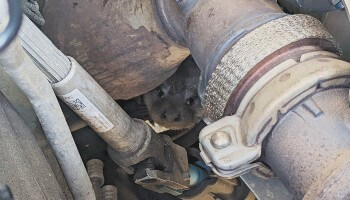 orphaned-otter-in-van