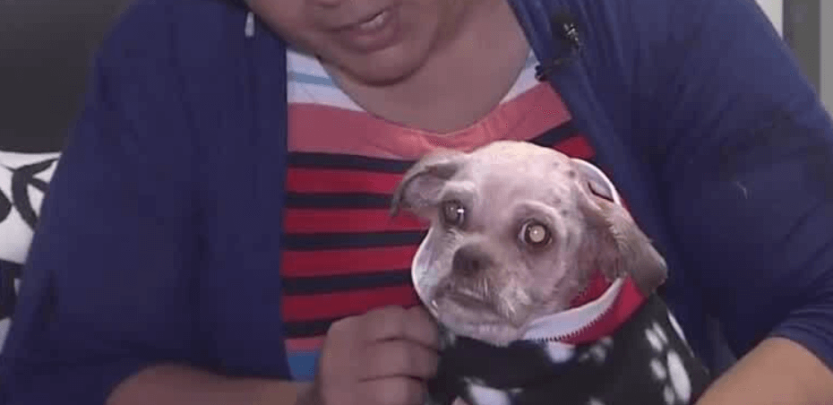 Dog found in pile of trash and avoids truck compactor recovering from his injuries