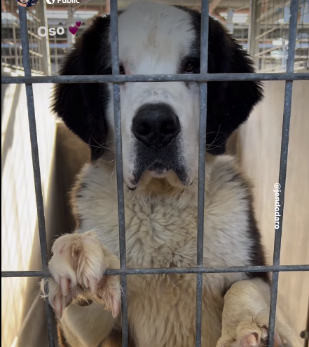 Incredibly sweet St. Bernard dumped at shelter by owner on Valentine’s Day